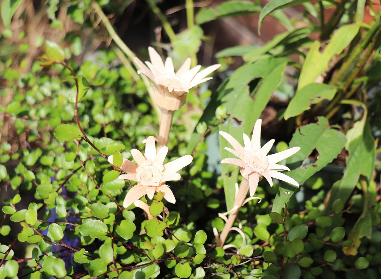 Edelweiss hand carved